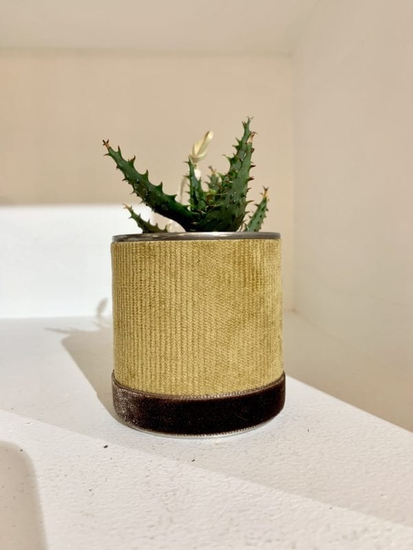 Petit cactus avec. du velours sur le pot.