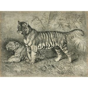 tenture murale tigres en noir et blanc