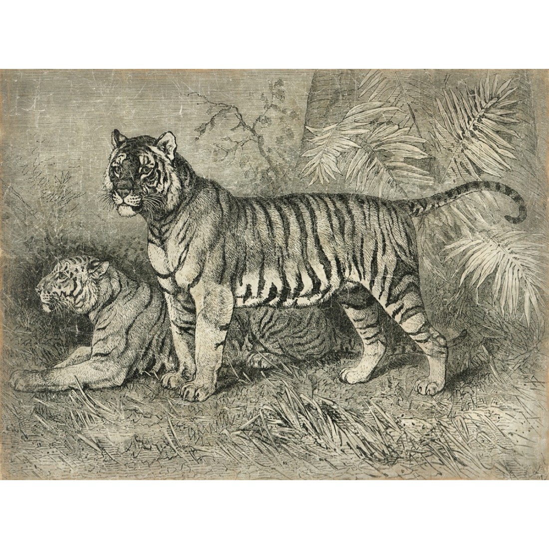 tenture murale tigres en noir et blanc