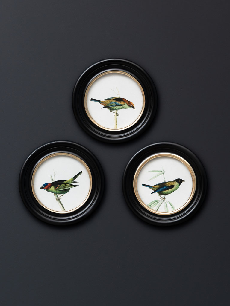 Cadre rond OISEAU N°3 | Illustration ornithologique – Image 2